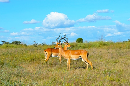 Kenya : la grande évasion...