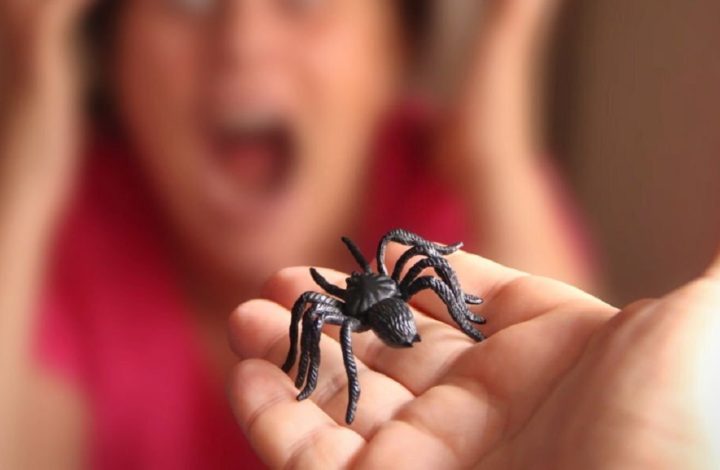 Voici des solutions pour venir à bout des araignées venimeuses dans votre maison !