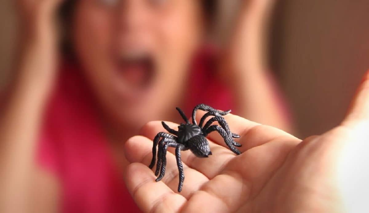 Voici des solutions pour venir à bout des araignées venimeuses dans votre maison !