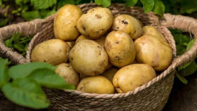 Astuce : Les pommes de terre peuvent durer plus longtemps avec la méthode de conservation adéquate