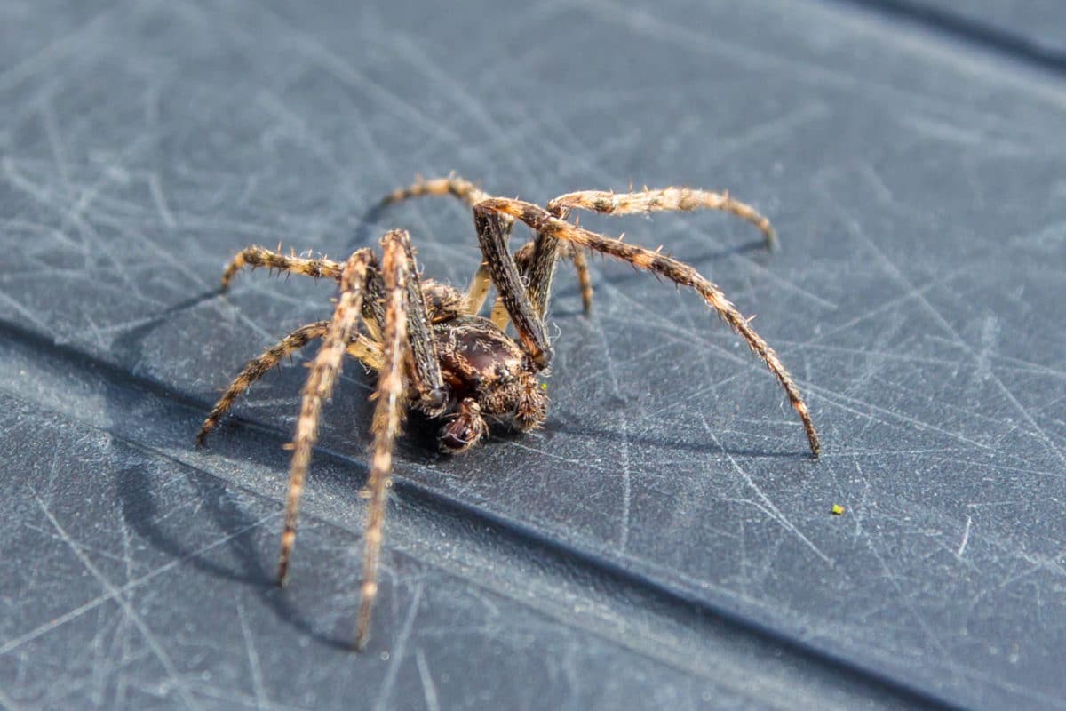 Eloigner les araignées