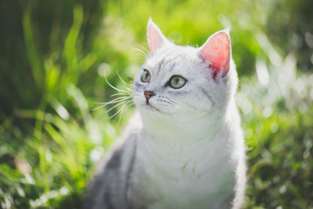 Pratique : Ces astuces naturelles vont vous aider à éloigner les chats de votre jardin sans leur faire de mal !