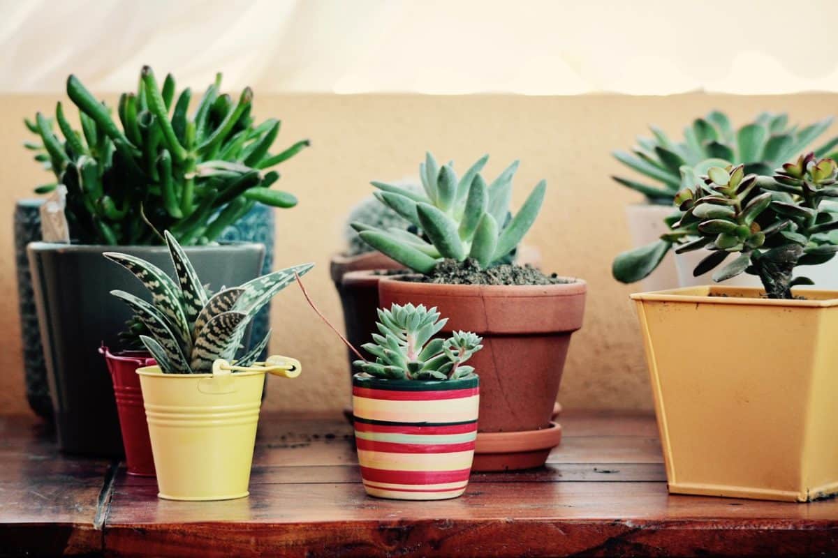 Décorer avec des pots de fleurs ou des plantes