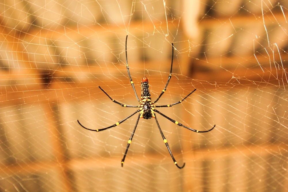 Araignées domestiques