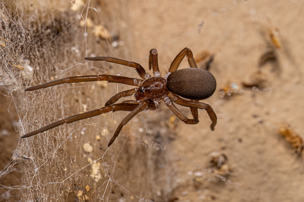 Les araignées envahissent nos maisons