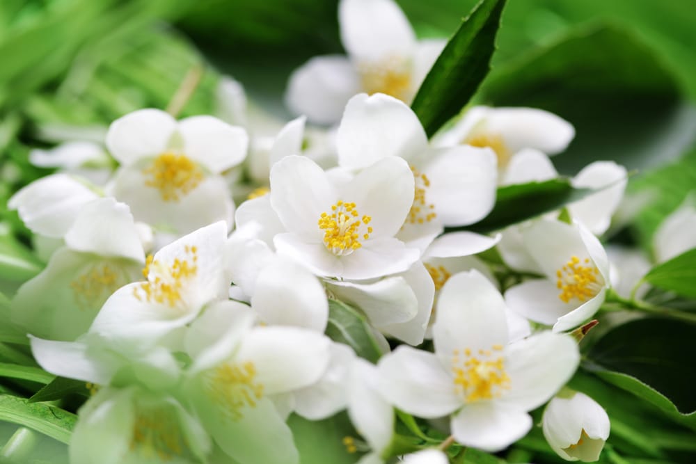 Le jasmin