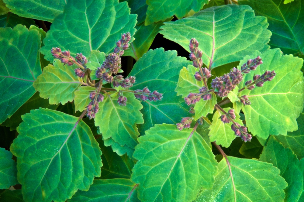 Le patchouli