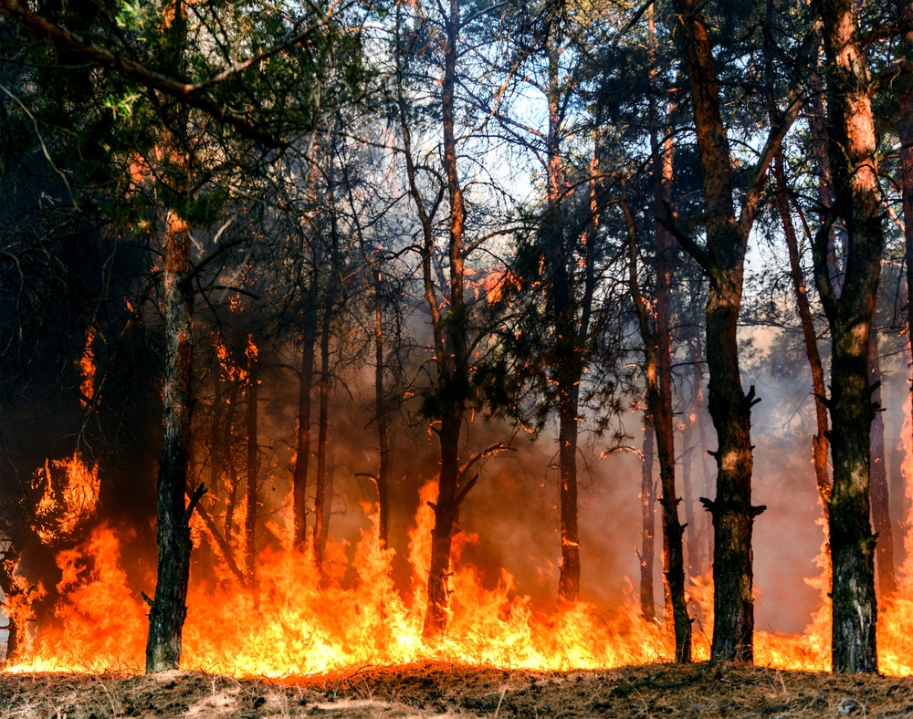Lutter contre les incendies de forêt