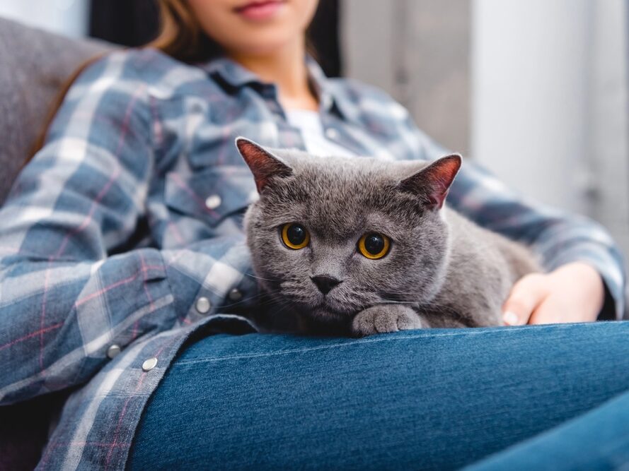 British Shorthair