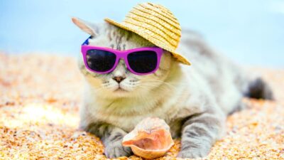 Faites très attention à cet endroit du jardin qui peut être fatal pour votre chat en moins d'une heure