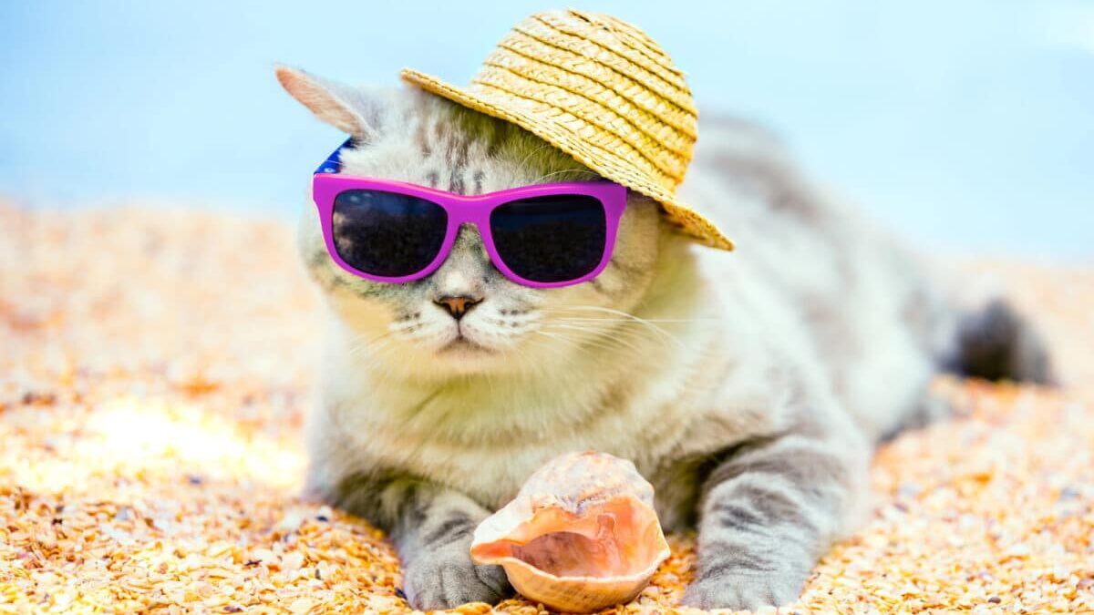 Canicule et chat