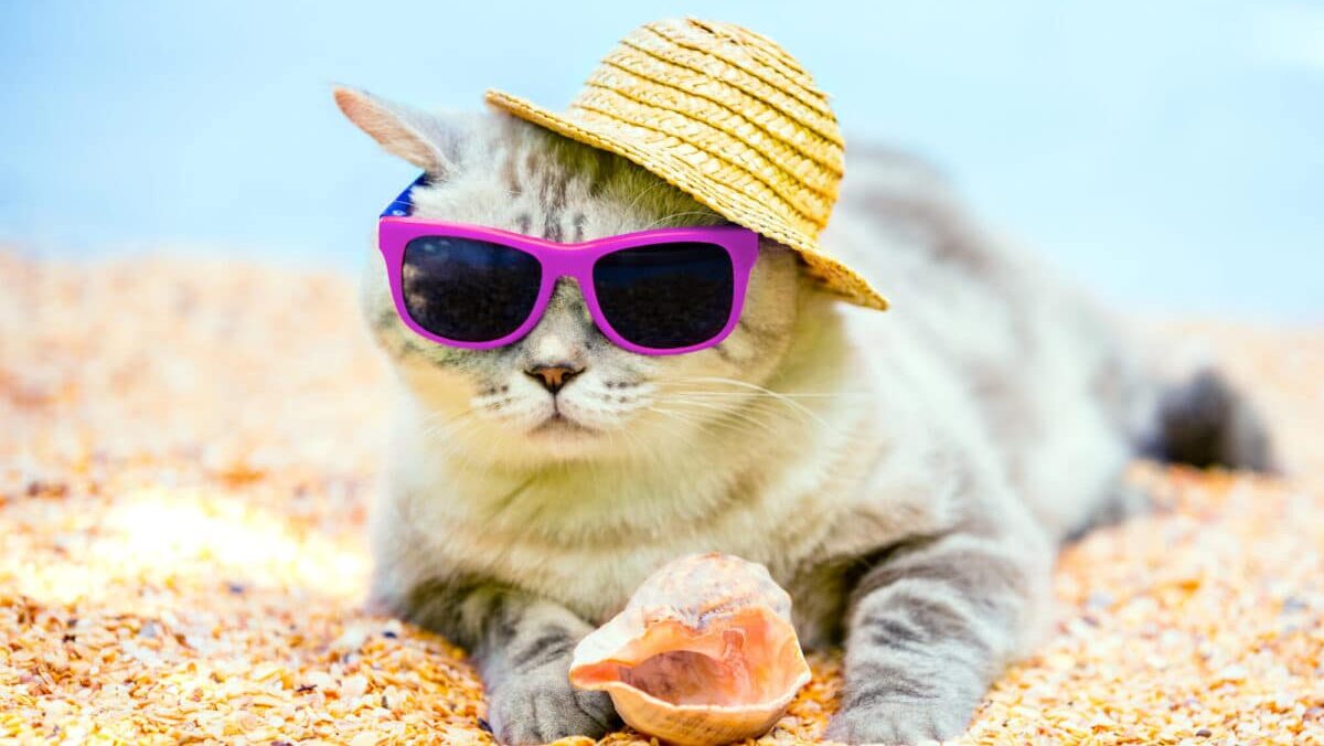 Canicule et chat
