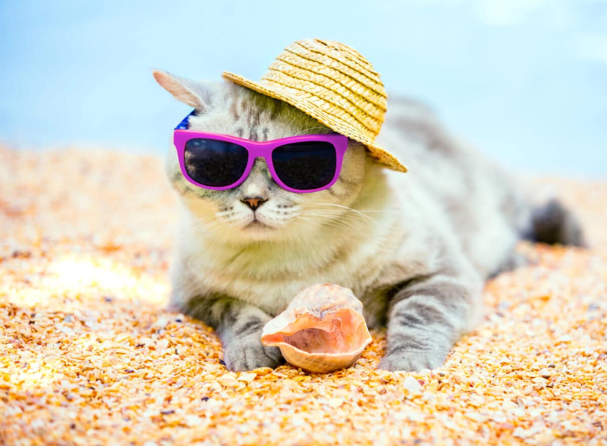 Canicule et chat