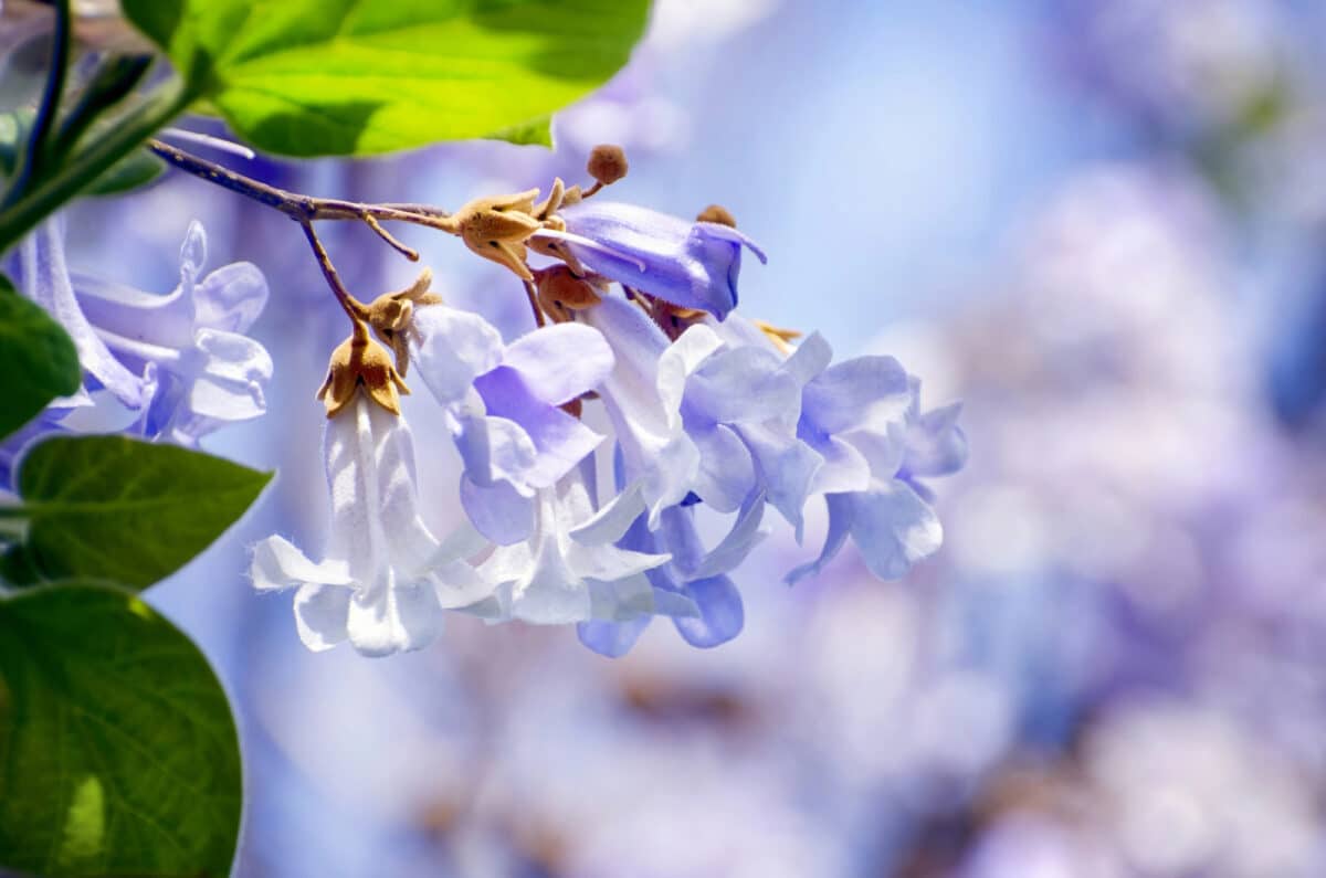 Le Paulownia