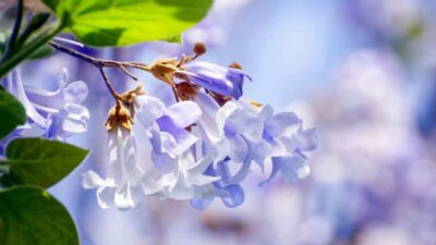 Le Paulownia