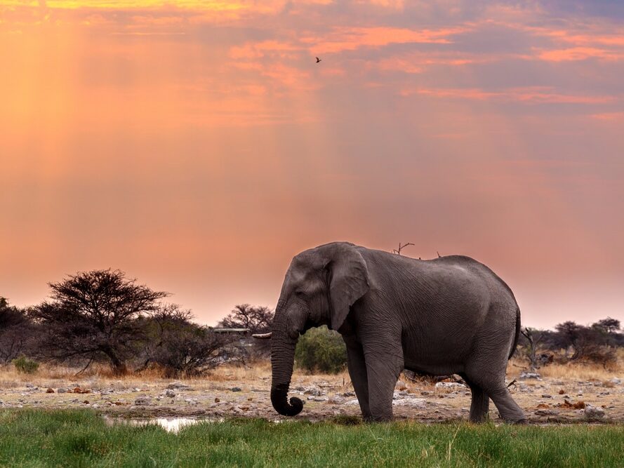 Le Zimbabwe se trouve face à un dilemme inédit