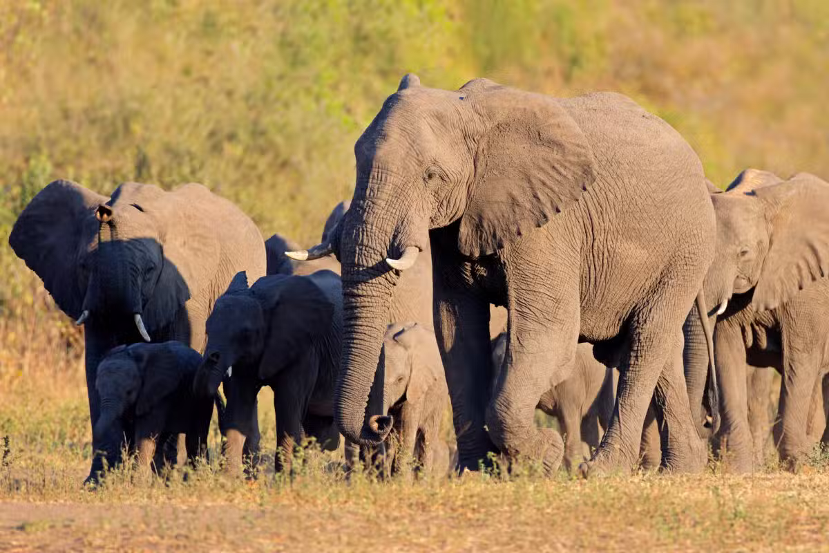 Le Zimbabwe va abattre plus de 200 éléphants