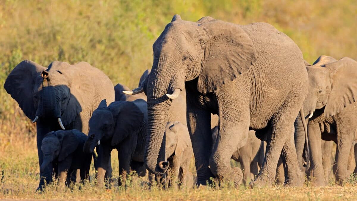 Le Zimbabwe va abattre plus de 200 éléphants