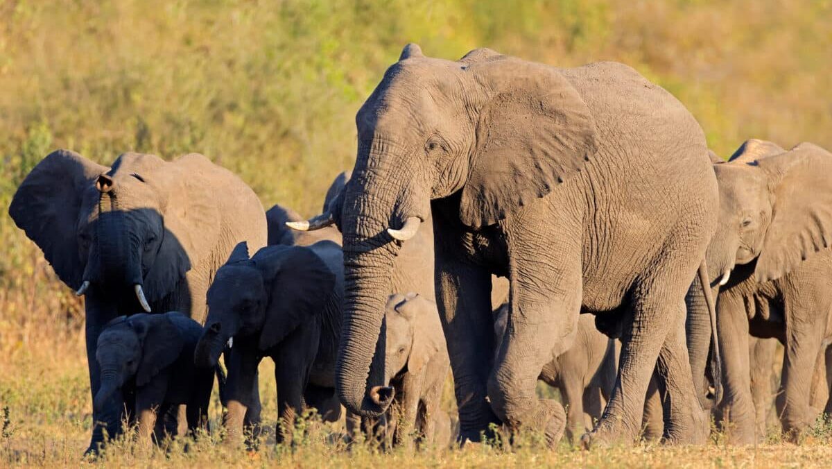 Le Zimbabwe va abattre plus de 200 éléphants