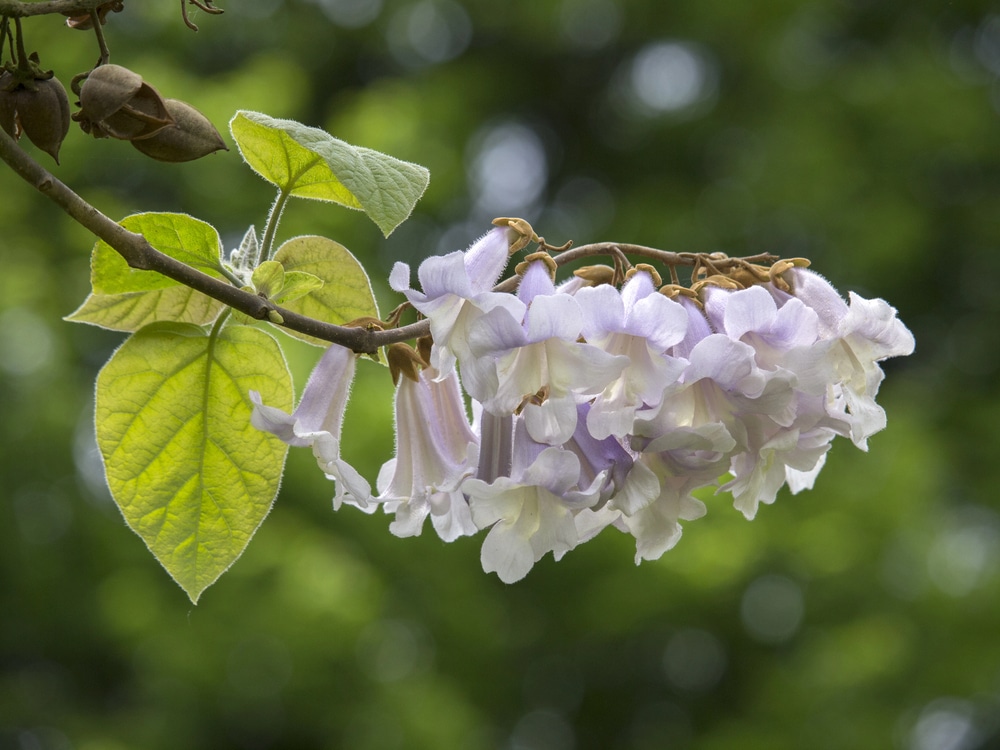 Paulownia