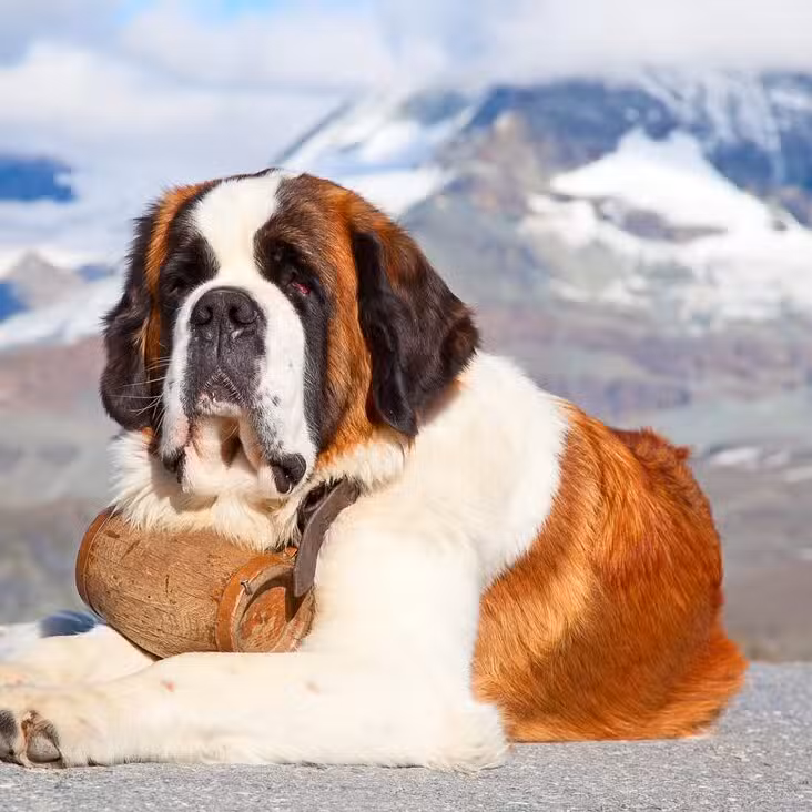 Saint-Bernard