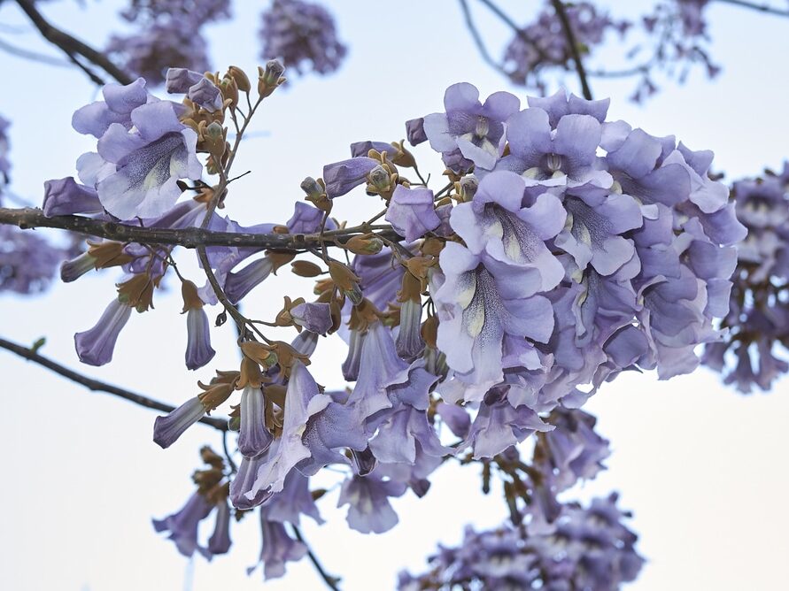 Un climatiseur naturel pour votre jardin