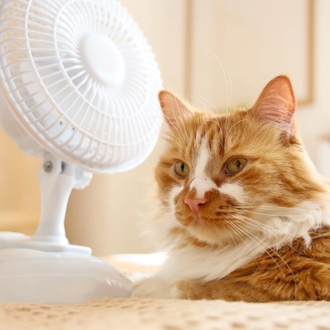Une chat qui a chaud durant la canicule