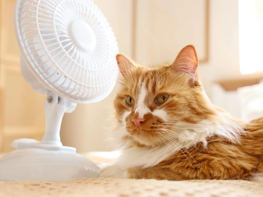 Chat pendant les fortes chaleurs
