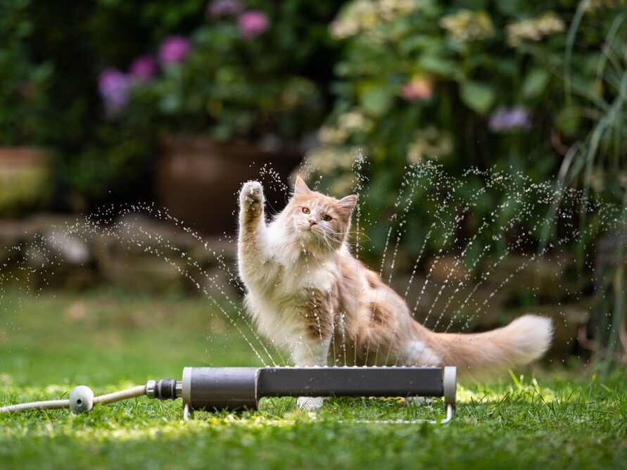 Eviter que votre chat ait chaud