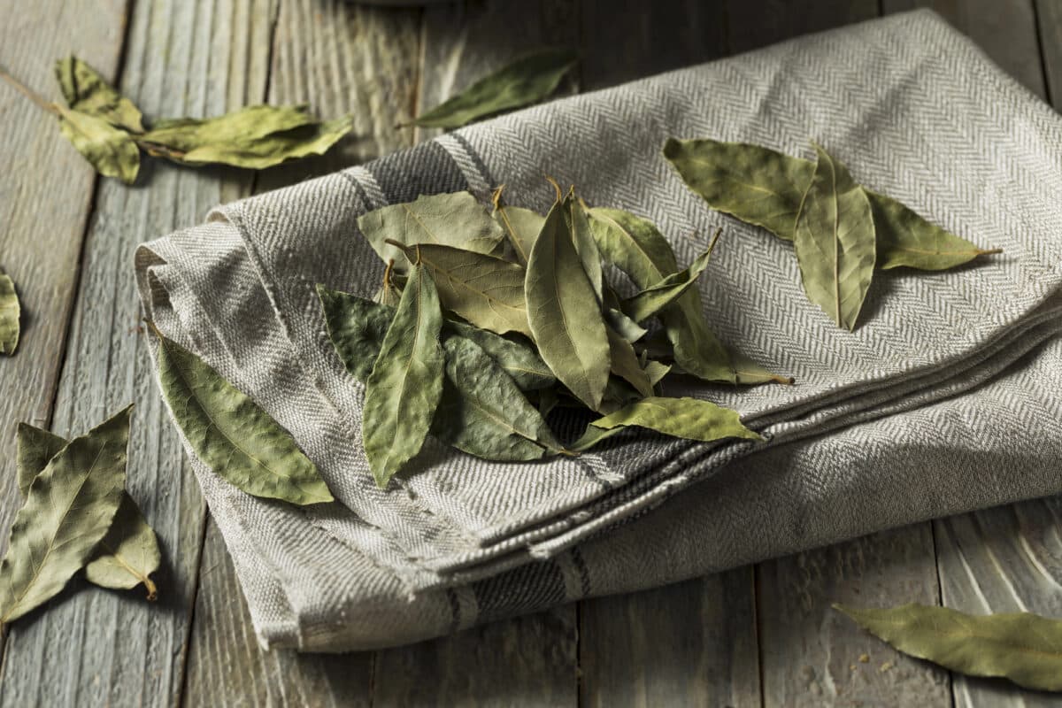 Feuilles de laurier