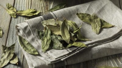 Feuilles de laurier