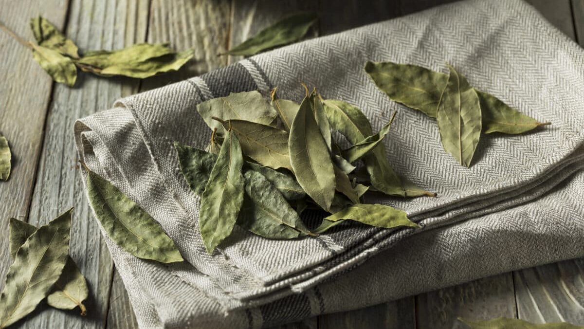 Feuilles de laurier