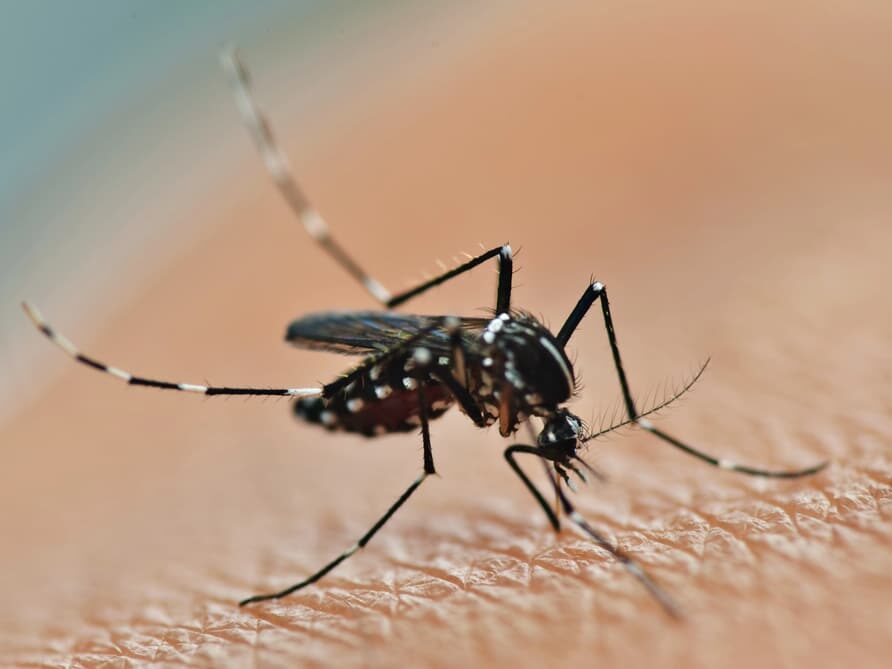 Les moustiques sont un vrai fléau en été
