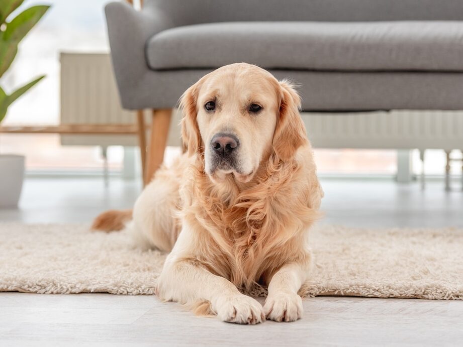 Les chiens souffrent vraiment de solitude