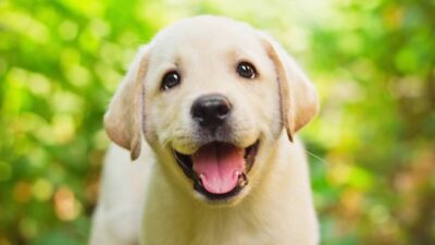 Races de chiens