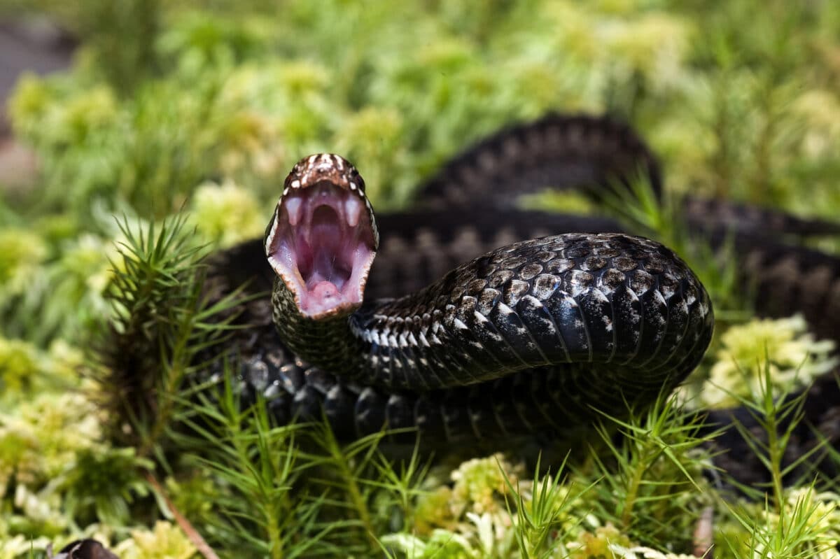 Les animaux les plus dangereux en France cet été