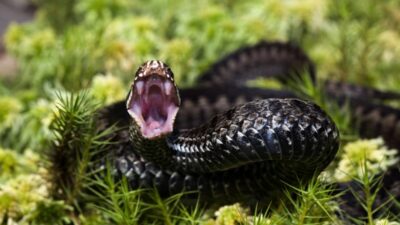 Les animaux les plus dangereux en France cet été