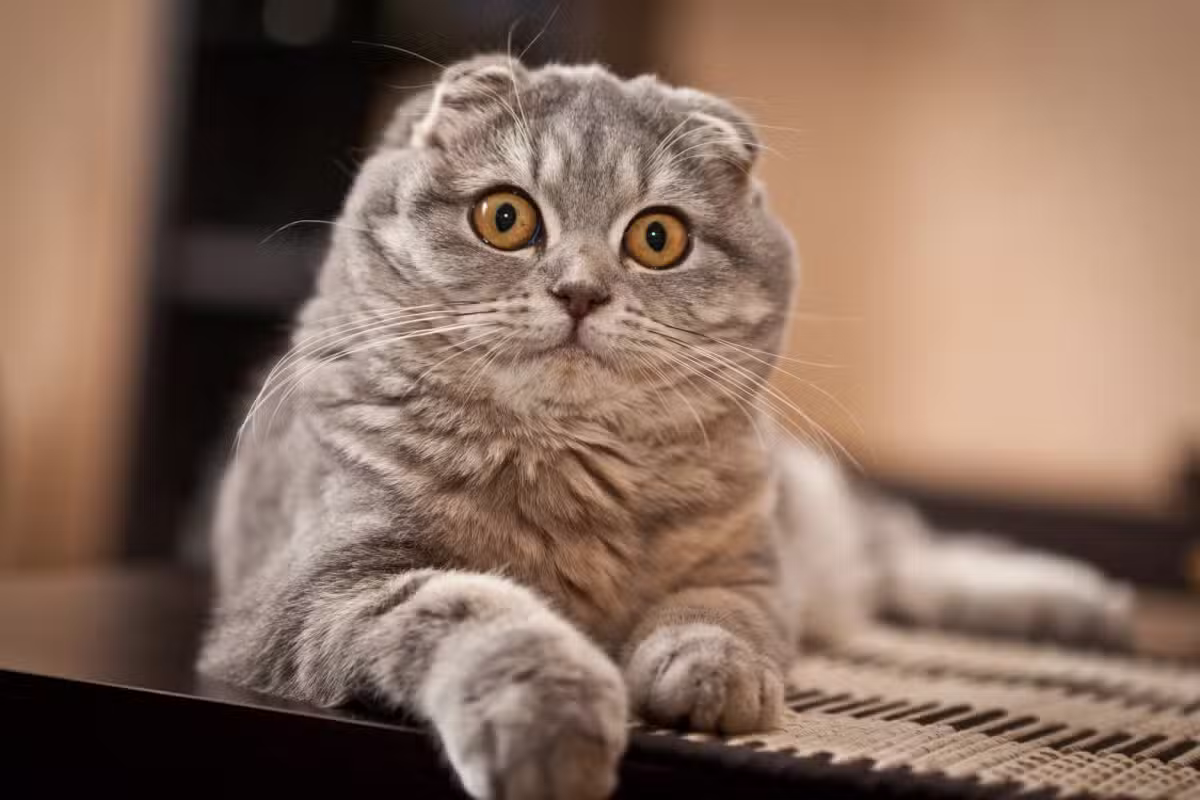 Les races de chats les plus intelligentes