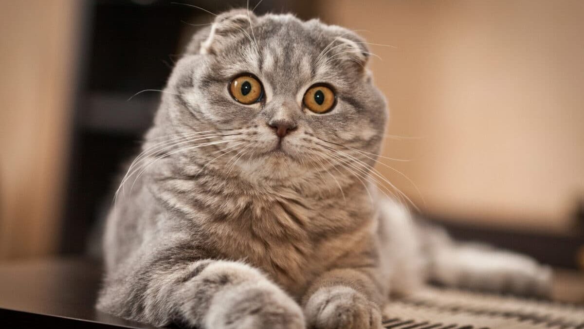 Les races de chats les plus intelligentes