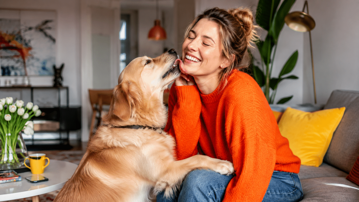Pourquoi les chiens lèchent-ils leurs maîtres
