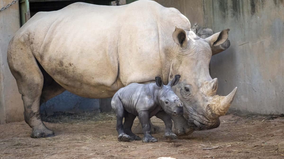 Bébé rhinocéros blanc avec sa maman