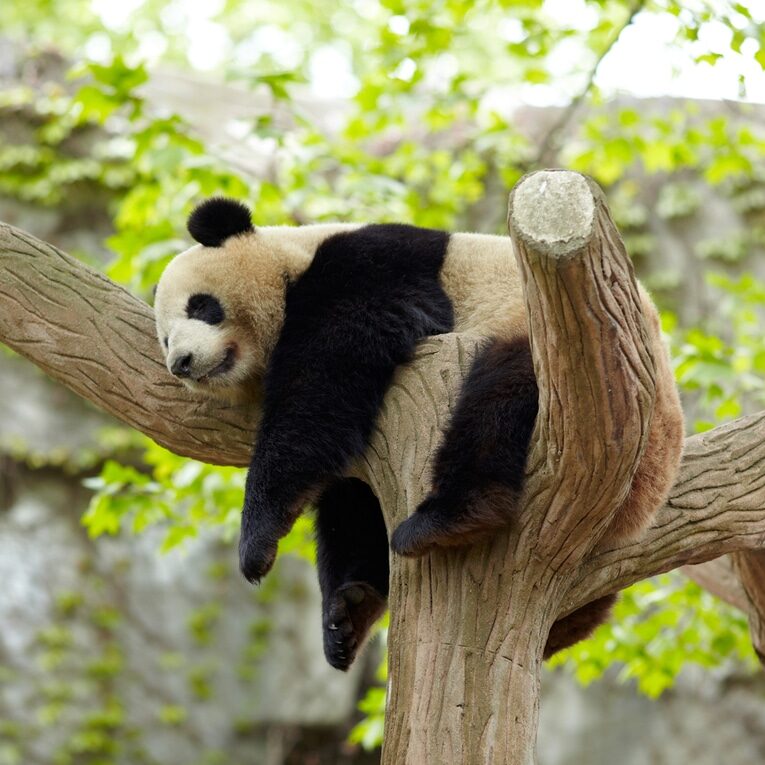 Offrir un bon pour un parc animalier