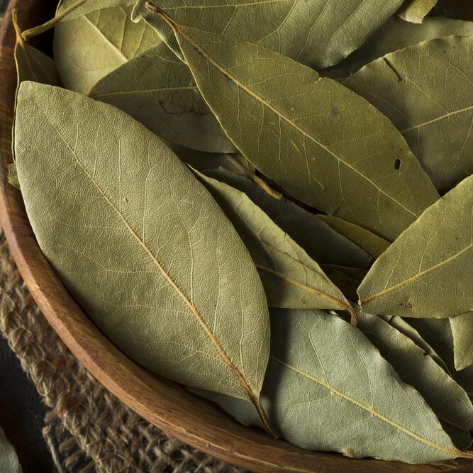 Utiliser le laurier pour améliorer ses nuits